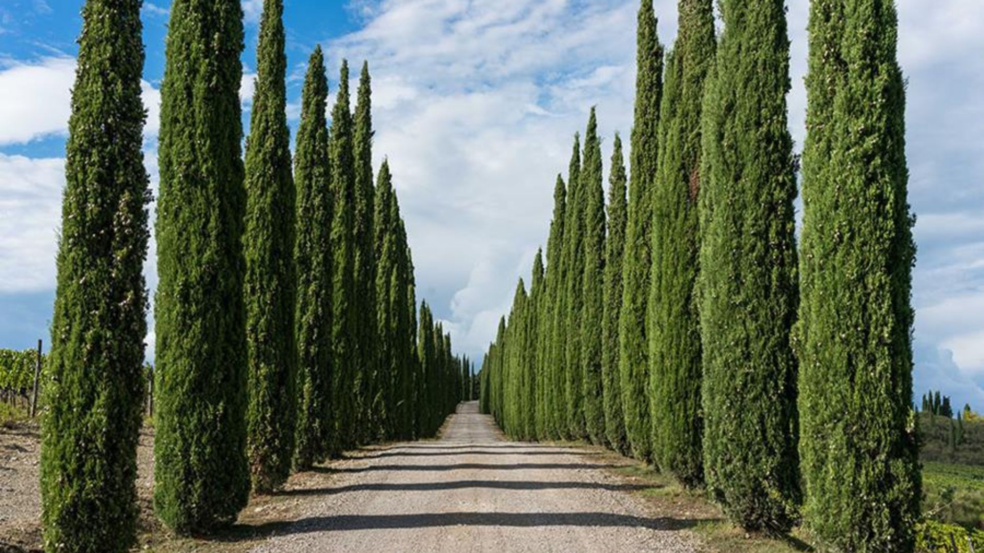 Tuscan Mastery: Exceptional Brunello di Montalcino Selections - Noble Estates Wine & Spirits